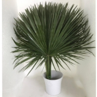 Immagine di CHAMAEROPS FOGLIA