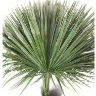 Immagine di CHAMAEROPS FOGLIA