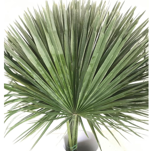 Immagine di CHAMAEROPS FOGLIA