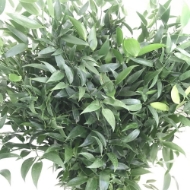 Immagine di RUSCUS 