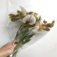 Immagine di CYPRIPEDIUM EX 