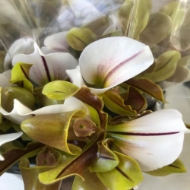 Immagine di CYPRIPEDIUM EX 