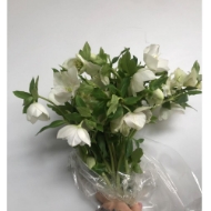 Image de ELLEBORO (Helleborus)