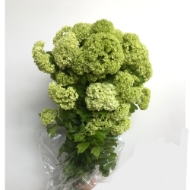 Immagine di VIBURNO OPULUS (palla di neve)