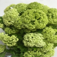 Immagine di VIBURNO OPULUS (palla di neve)