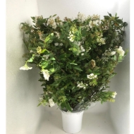 Image de SPIREA FIORITA