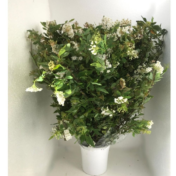 Image de SPIREA FIORITA