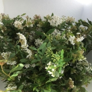 Image de SPIREA FIORITA