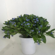 Image de MYOSOTIS (nontiscordardimè)