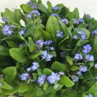 Image de MYOSOTIS (nontiscordardimè)