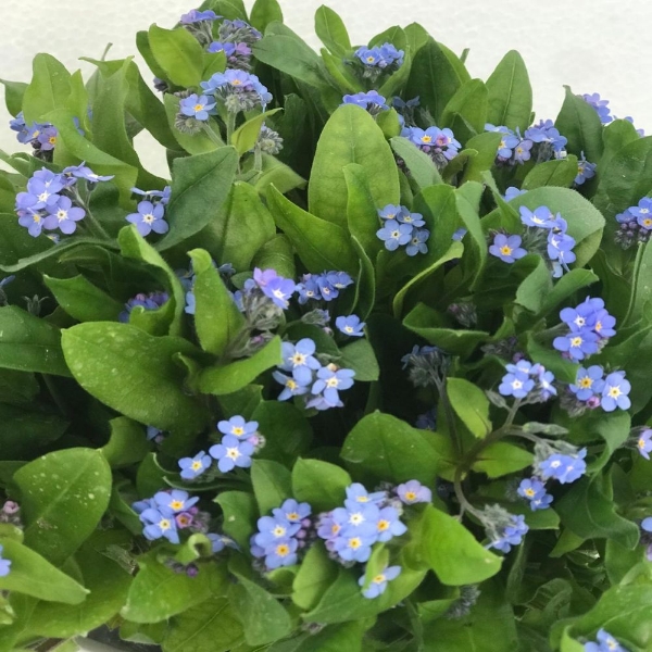 Image de MYOSOTIS (nontiscordardimè)