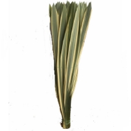 Immagine di PHORMIUM VARIEGATO FOGLIA