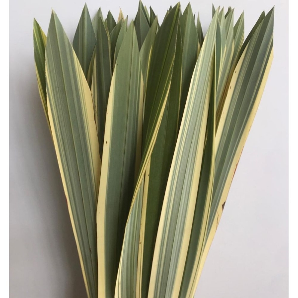 Immagine di PHORMIUM VARIEGATO FOGLIA
