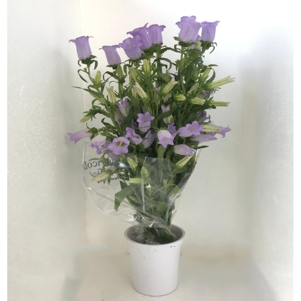 Picture of CAMPANULA 