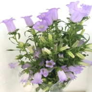 Picture of CAMPANULA 