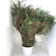 Image de EUPHORBIA SPINOSA 