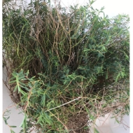 Image de EUPHORBIA SPINOSA 