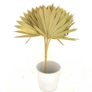 Image de PALM SUN cream