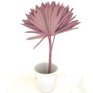 Image de PALM SUN cream