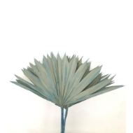 Image de PALM SUN cream