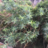 Image de EUPHORBIA SPINOSA 