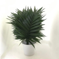 Immagine di CHICO JUMBO foglia