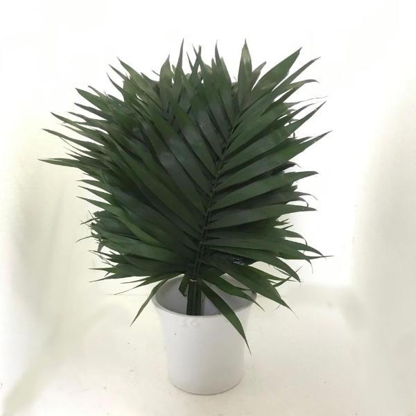 Immagine di CHICO JUMBO foglia