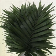 Immagine di CHICO JUMBO foglia