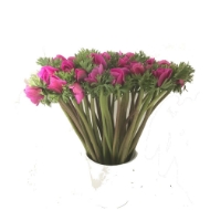 Immagine di ANEMONE EX