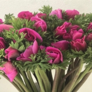 Immagine di ANEMONE EX