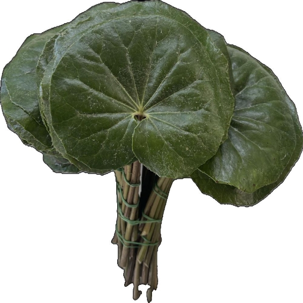 Immagine di LIGULARIA FOGLIA