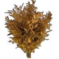 Immagine di RUSCUS STABILIZZATO