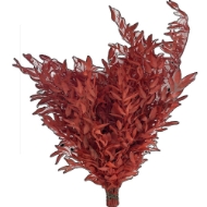 Immagine di RUSCUS STABILIZZATO