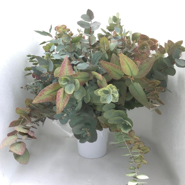 Immagine di EUCALIPTO STUARTIANA AUTUNNO naturale