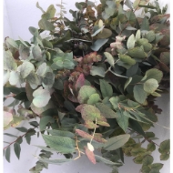 Immagine di EUCALIPTO STUARTIANA AUTUNNO naturale