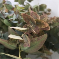 Immagine di EUCALIPTO STUARTIANA AUTUNNO naturale