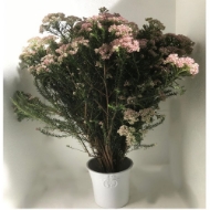 Image de RICEFLOWER (fior di riso)