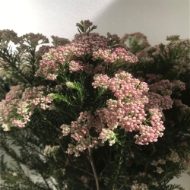 Image de RICEFLOWER (fior di riso)