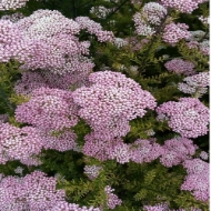 Image de RICEFLOWER (fior di riso)