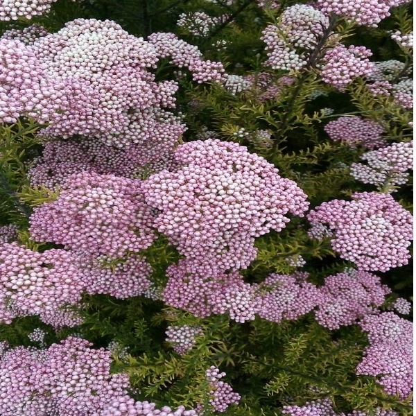 Image de RICEFLOWER (fior di riso)