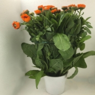 Image de CALENDULA 