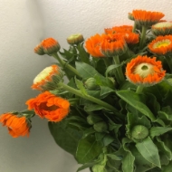 Image de CALENDULA 