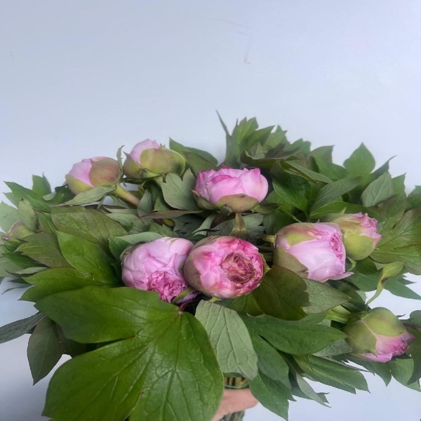 Image de PEONIA ARBOREA