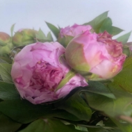 Image de PEONIA ARBOREA