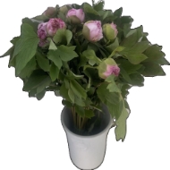 Image de PEONIA ARBOREA