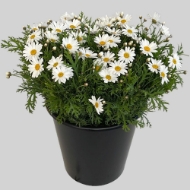 Image de MARGHERITA EX