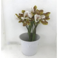 Immagine di CYPRIPEDIUM EX 