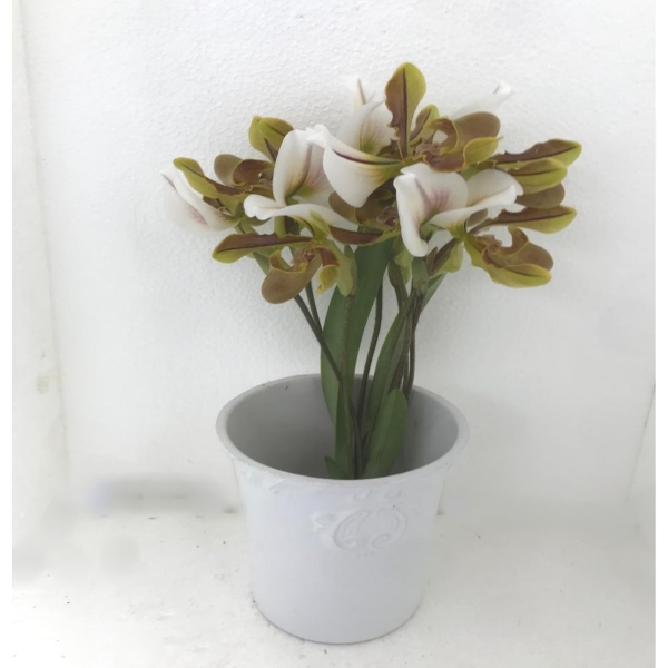 Immagine di CYPRIPEDIUM EX 