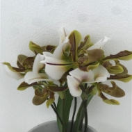 Immagine di CYPRIPEDIUM EX 
