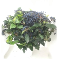 Immagine di VIBURNO BACCHE BLU